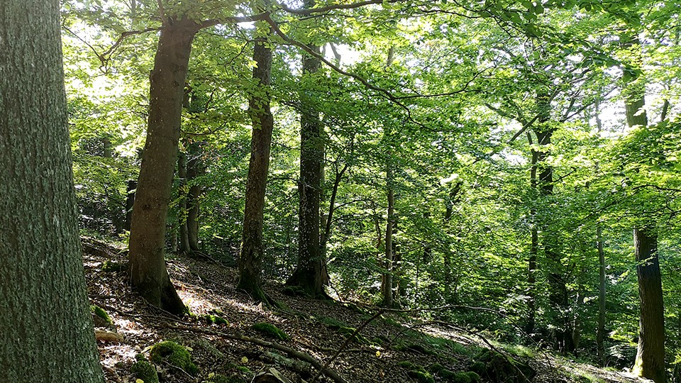 wald-wershofen_highlightdesktop